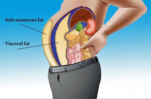 Visceral fat in our body Visceral fat in our body